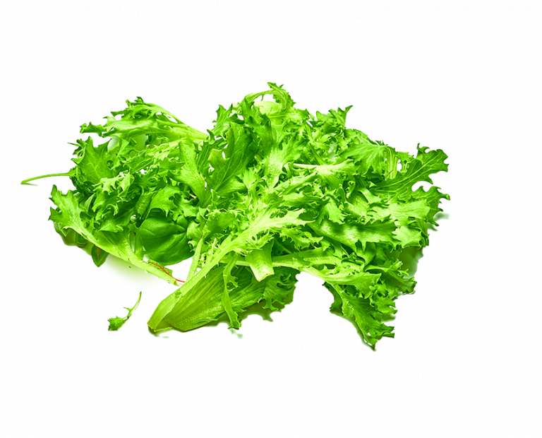 Crispy Green Lettuce Pure Harvest